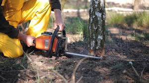 Best Tree Risk Assessment  in Wilderness Rim, WA