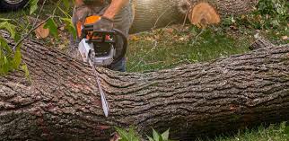 Best Soil Testing and Treatment  in Wilderness Rim, WA