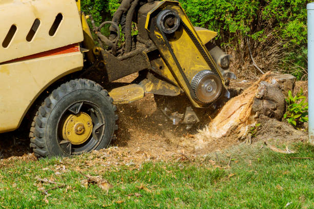 Wilderness Rim, WA Tree Services Company