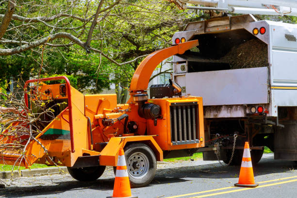 How Our Tree Care Process Works  in  Wilderness Rim, WA