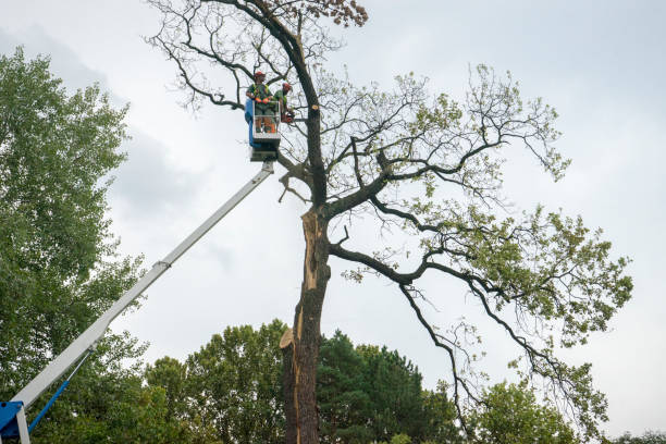 Best Fruit Tree Pruning  in Wilderness Rim, WA
