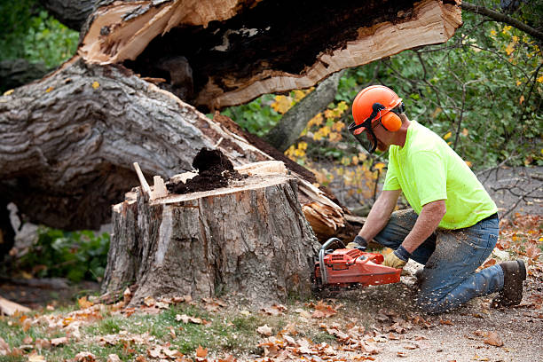 Best Lawn Grading and Leveling  in Wilderness Rim, WA