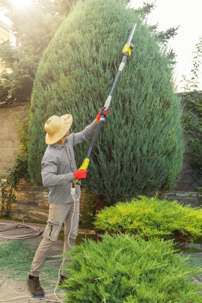 Best Stump Grinding and Removal  in Wilderness Rim, WA