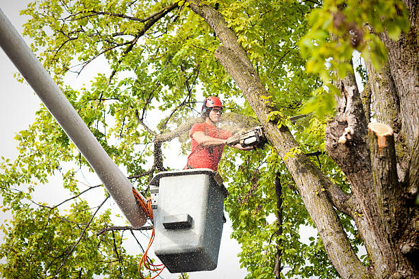 Best Leaf Removal  in Wilderness Rim, WA