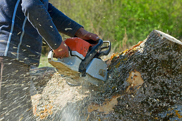 Best Firewood Processing and Delivery  in Wilderness Rim, WA