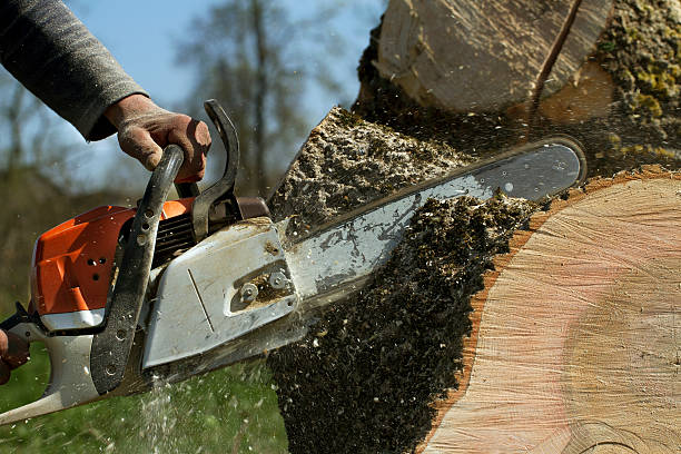 Best Tree Trimming and Pruning  in Wilderness Rim, WA