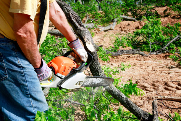 Best Palm Tree Trimming  in Wilderness Rim, WA